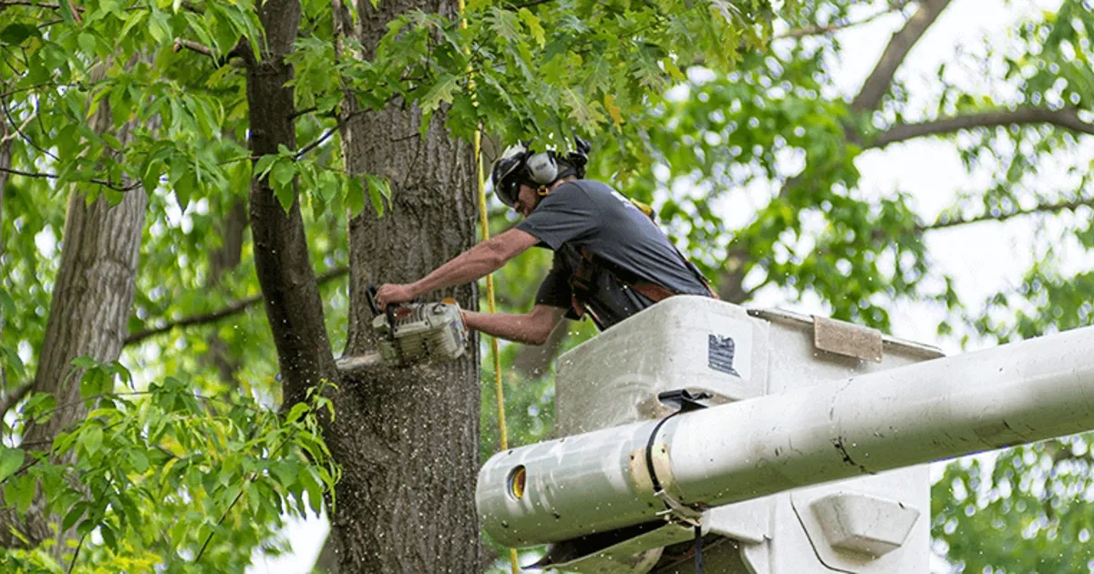 Tree Removal Services